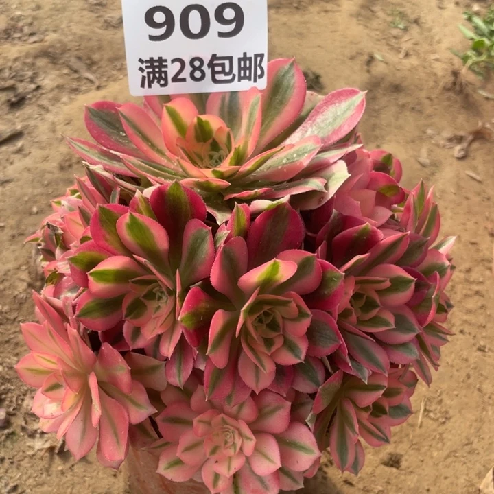 909一号鹏女巫多肉植物A