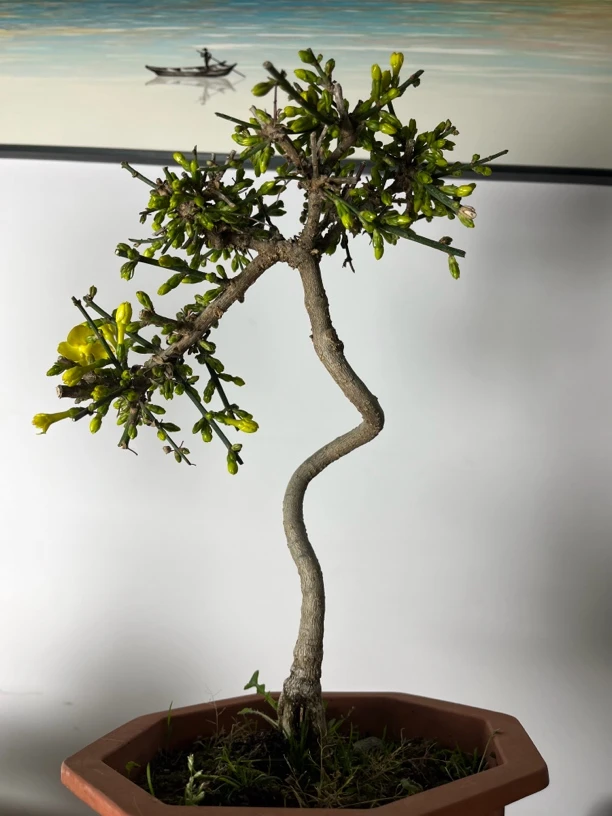 迎春花花卉盆景室内绿植装饰