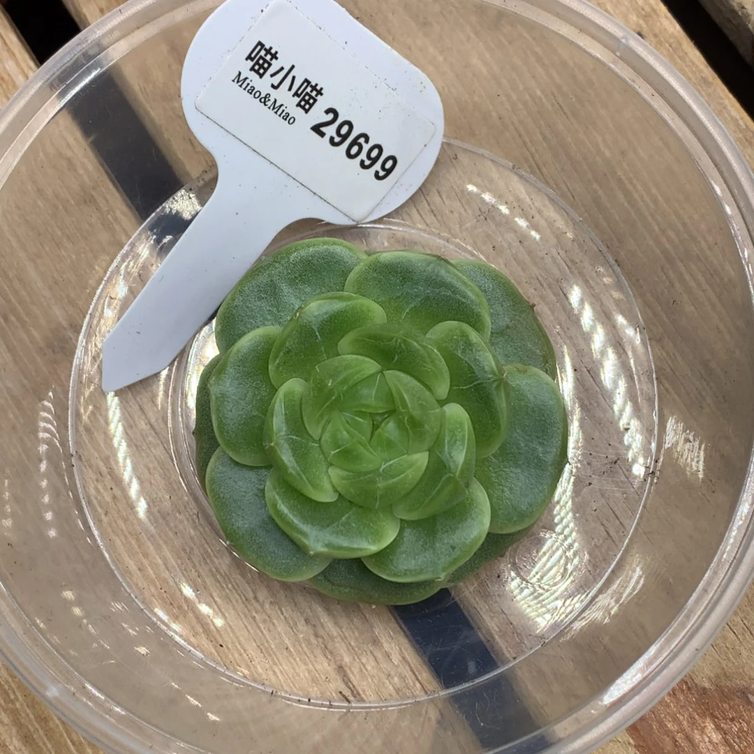 L****多肉植物杂交珍妮