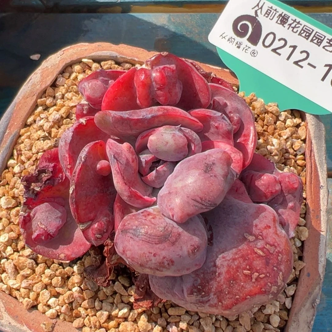 从前慢多肉精选编号0212.106