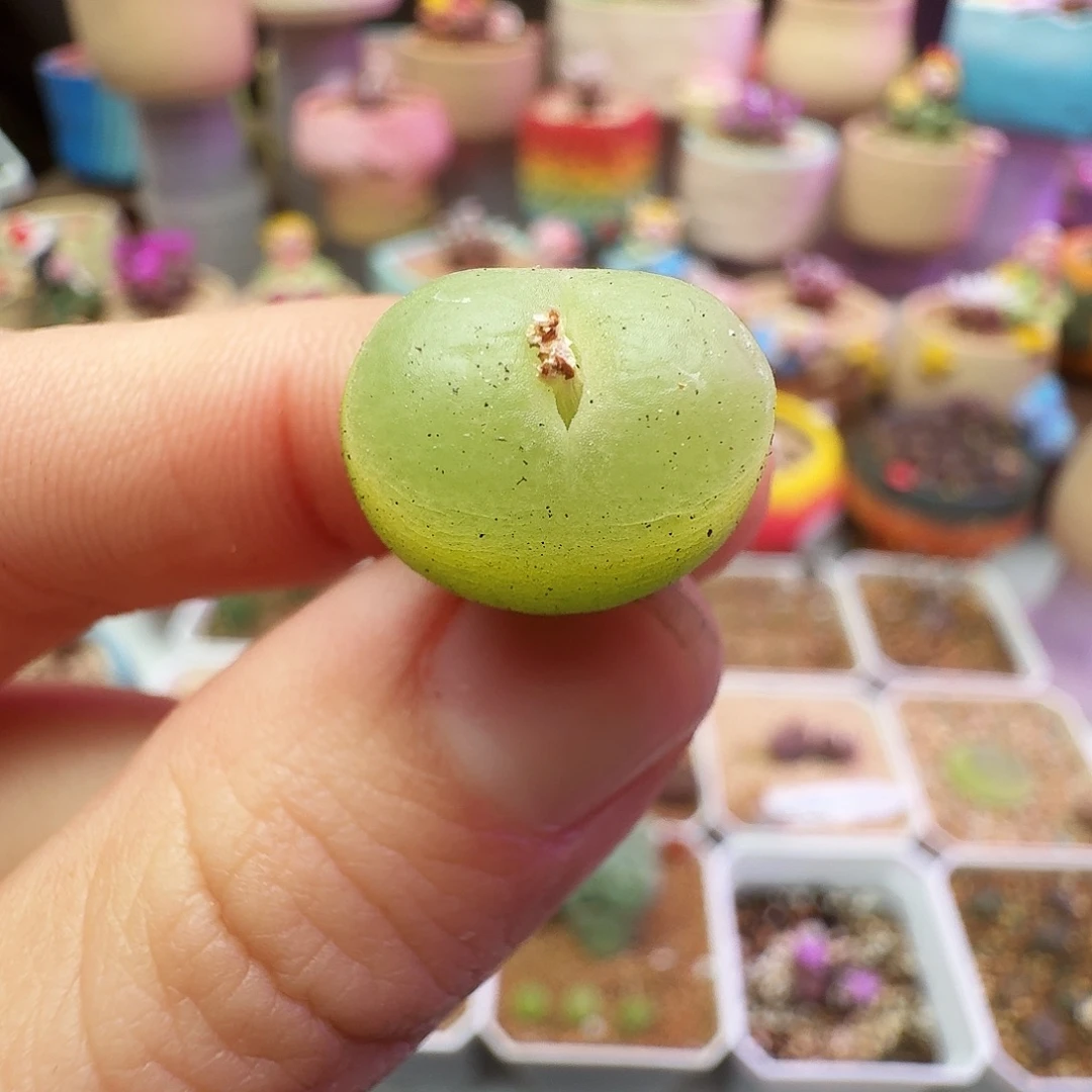 多肉植物福利风铃333