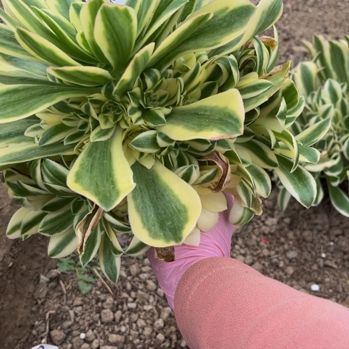 388绿豆沙量多肉法师不包断枝