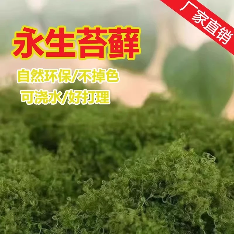 仿真苔藓草皮仿生假青苔盆景造景摆件微景观遮丑装饰盆栽铺面绿植