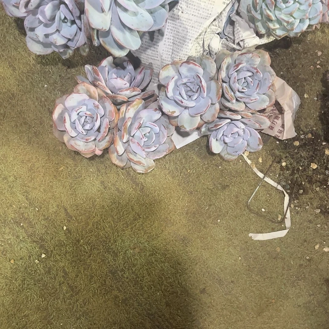 鱼***鱼鱼鱼哥的奶茶老桩2颗