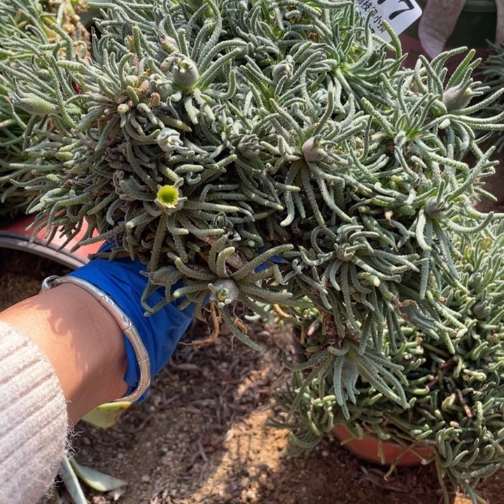 C**o977号天赐多肉植物