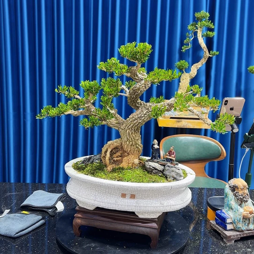 黄杨室内室外盆景