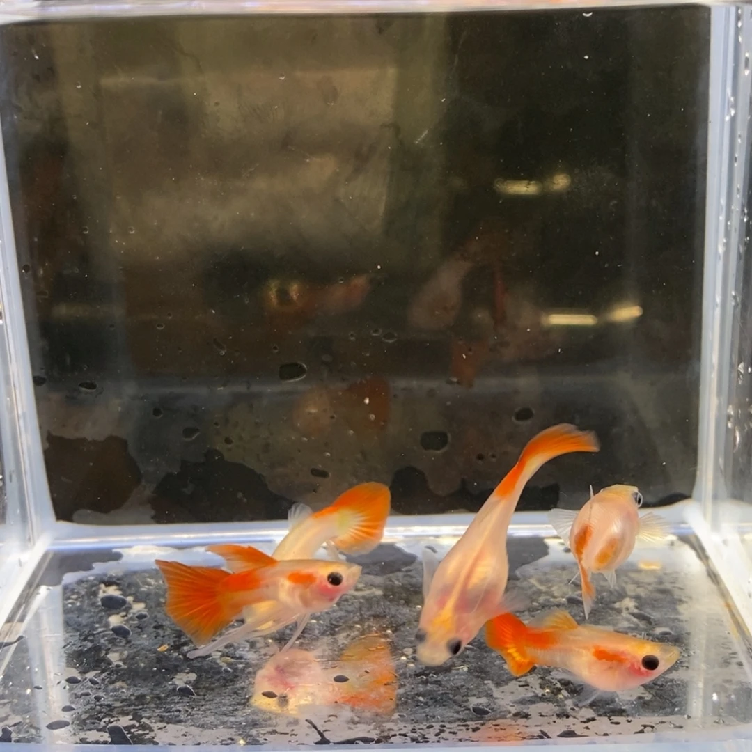 孔雀鱼银河琉璃一公三母一缎带