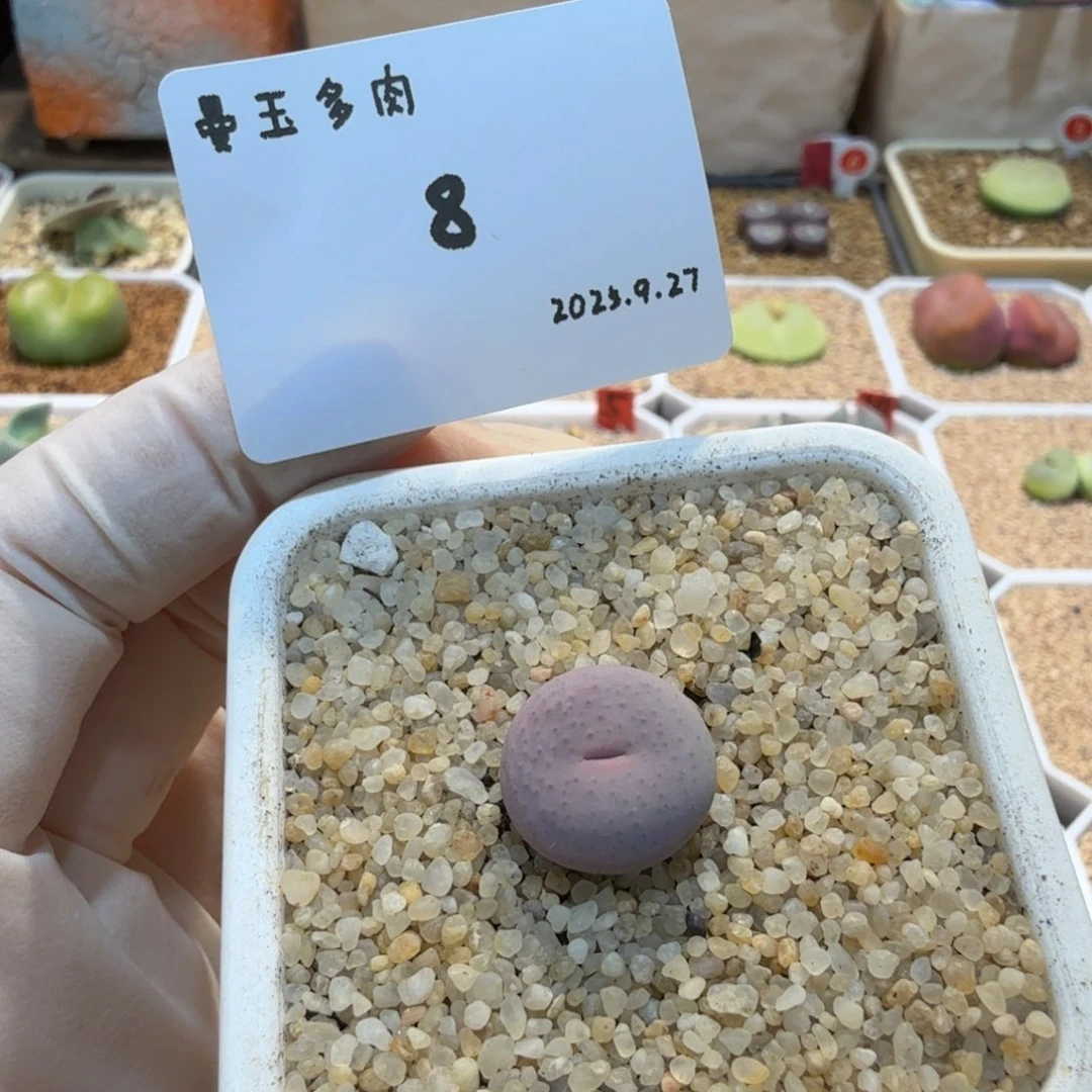 、***呦多肉多肉多肉9.27-008