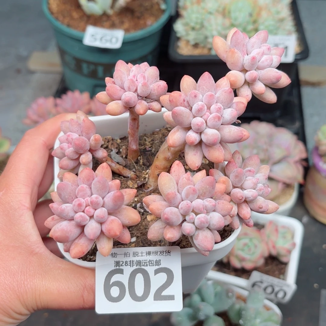 婴儿手指老桩无盆土发货