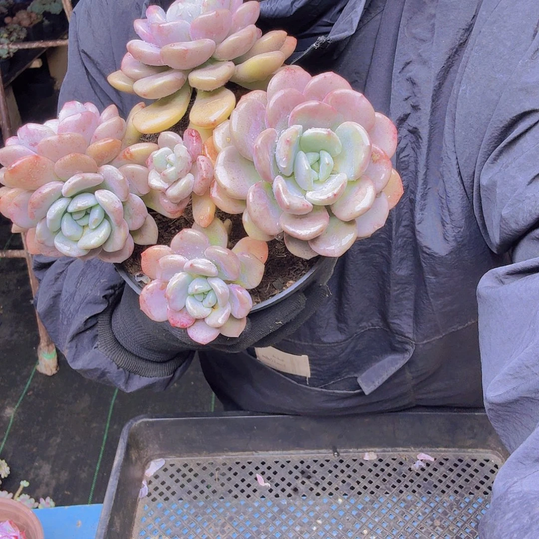 用***7604白鹿一物一拍白鹿