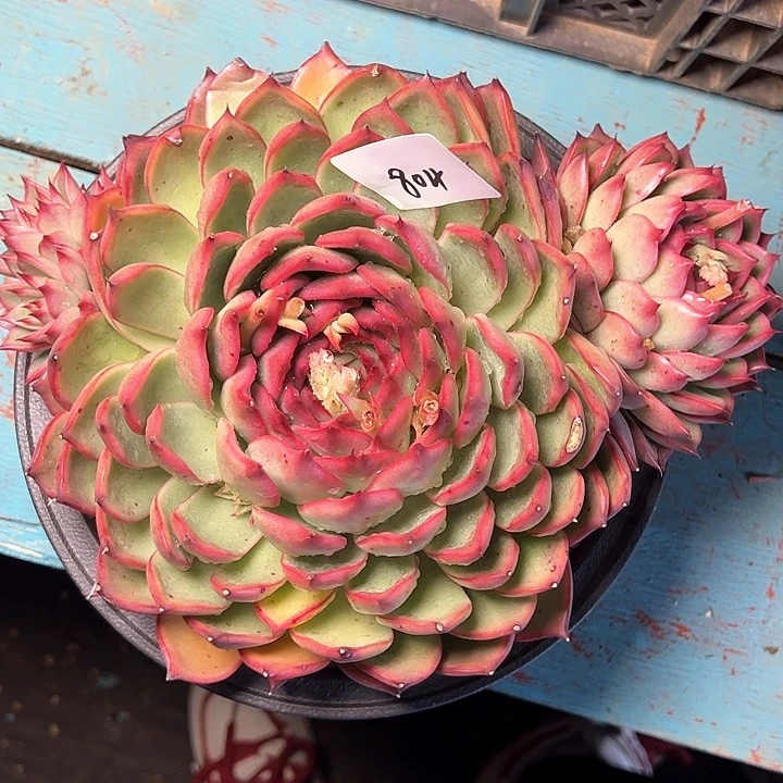 清**馆804////////////