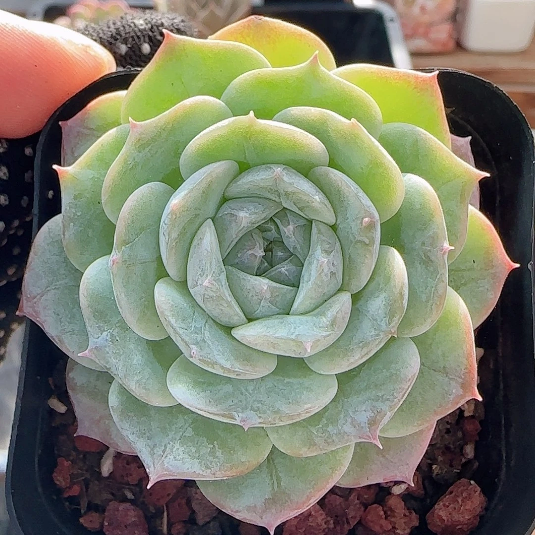 多肉0904-98纯爱纯爱