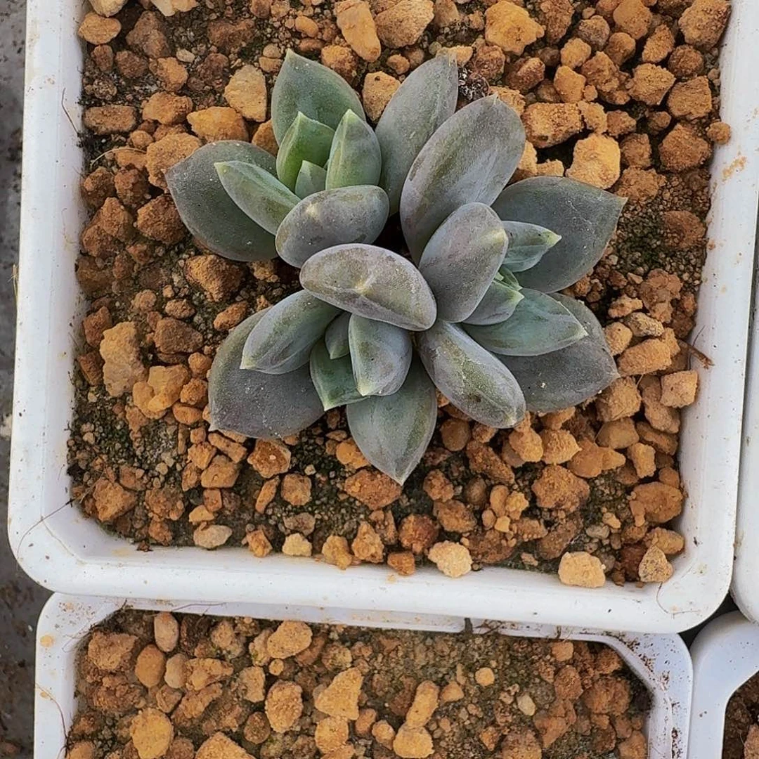 邀月 三头 一物一拍