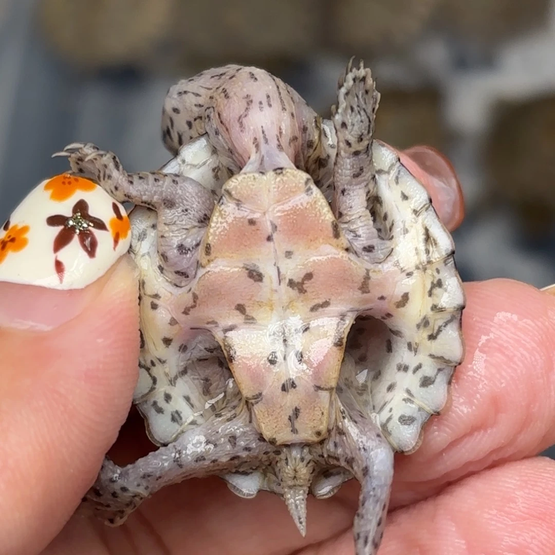 剃刀龟不分公母全品黑刀