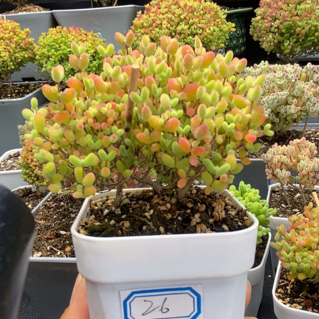 26号蜜橘糖球多肉