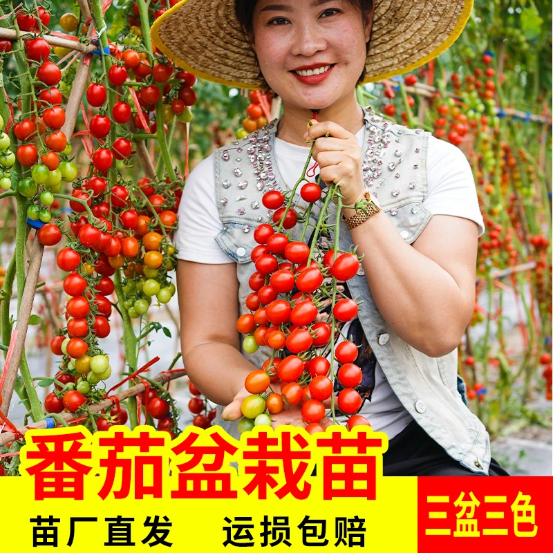 三色番茄盆栽苗水果盆栽种子孑种籽阳台圣女果西红柿秧
