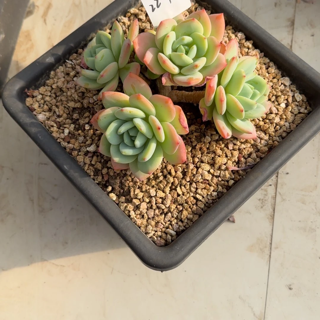 春****22-1柚子茶多肉植物