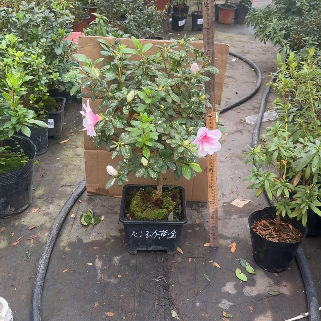 北***艺完全开放心动黄金杜鹃花