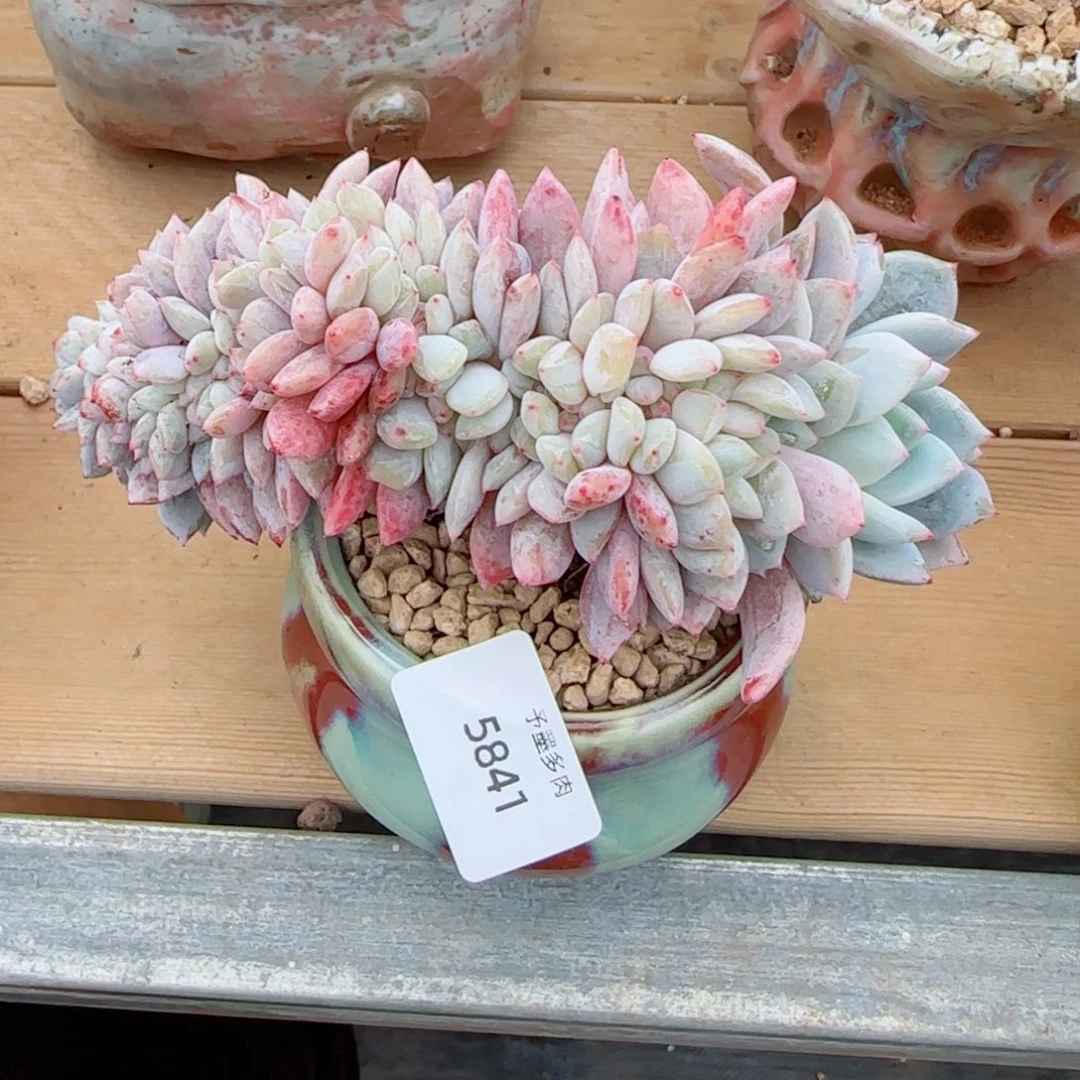 星影缀化，5841多肉植物