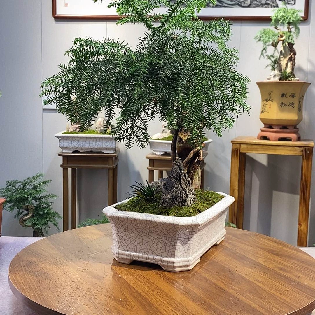 1***8不开花植物抱石澳洲杉