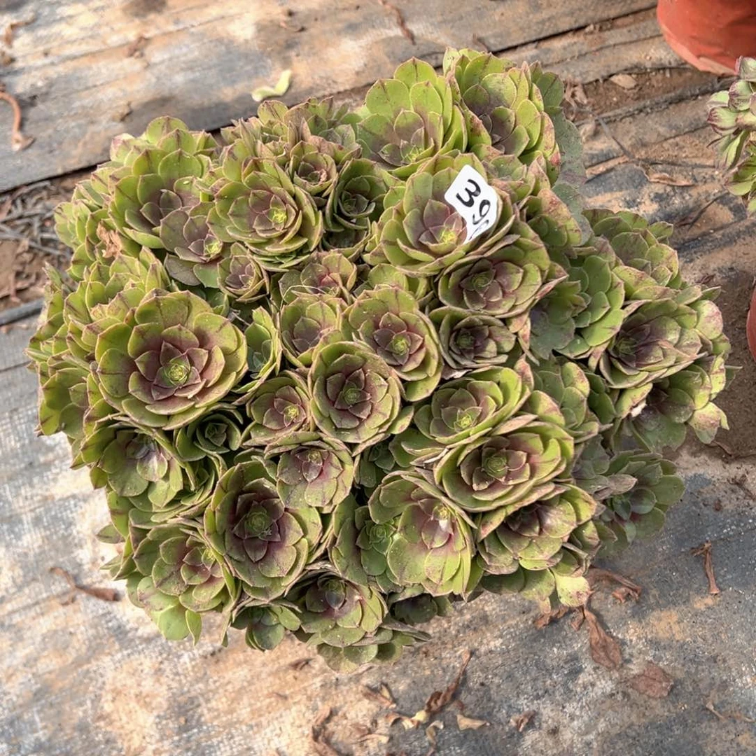 多肉植物万拉丝老桩朵朵396