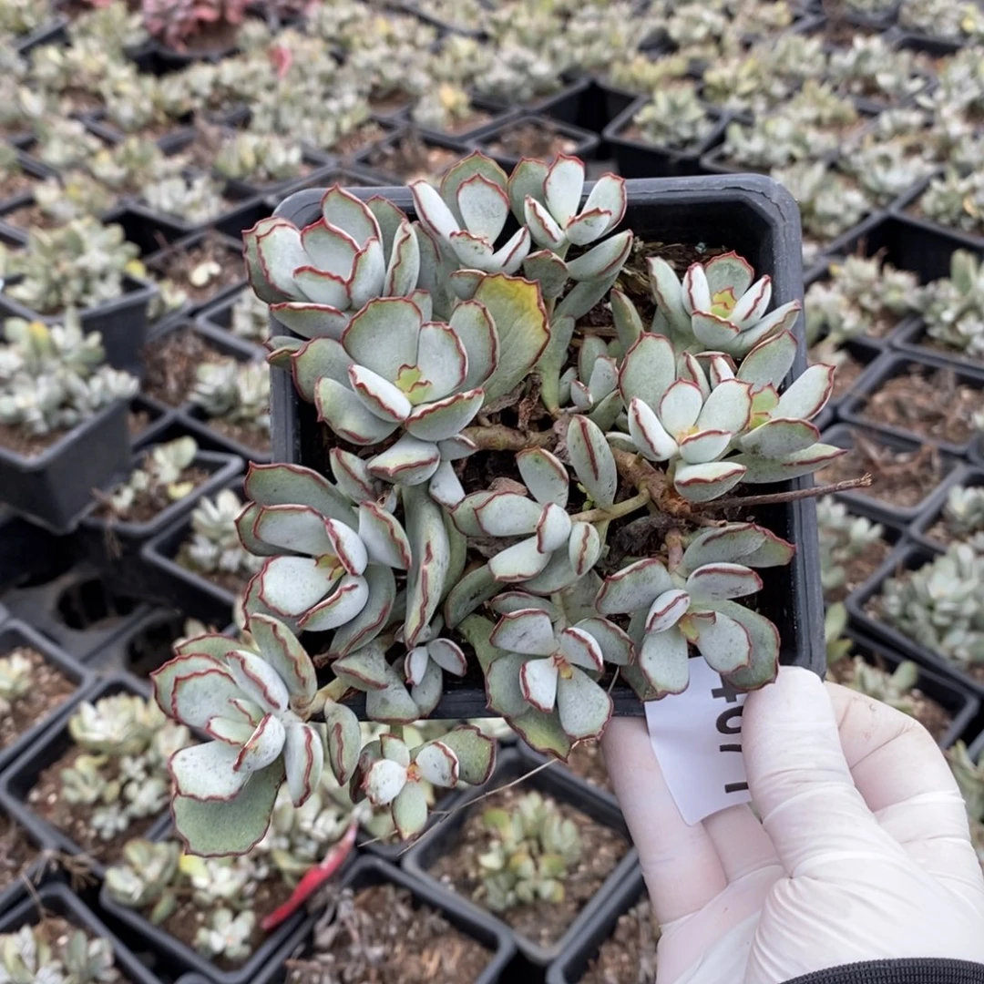 4671不知名一物一拍