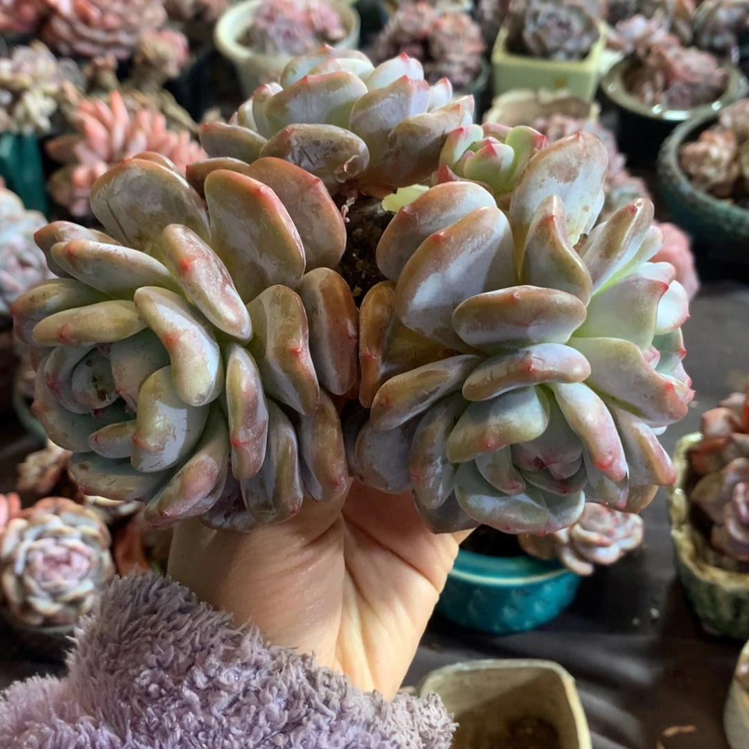 7透哈哈哈哈哈哈哈哈石榴籽