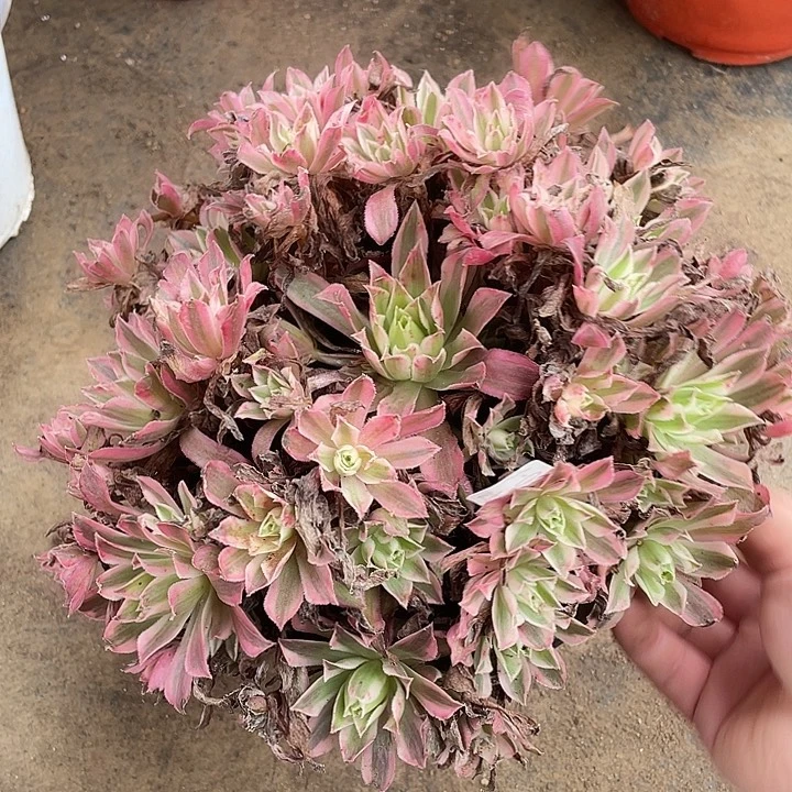 36凤凰锦多肉植物法师