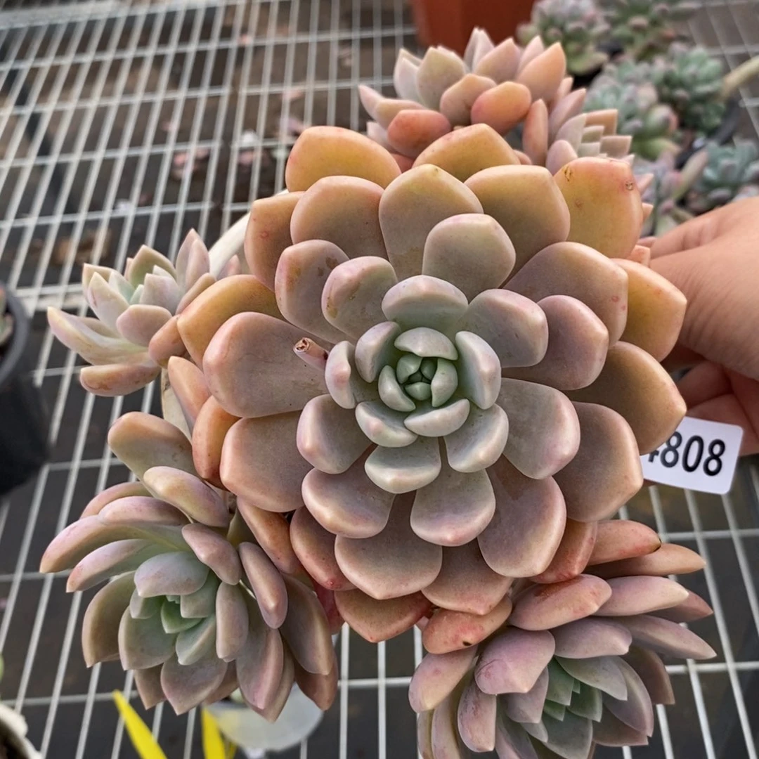 4808克洛伊一物一拍