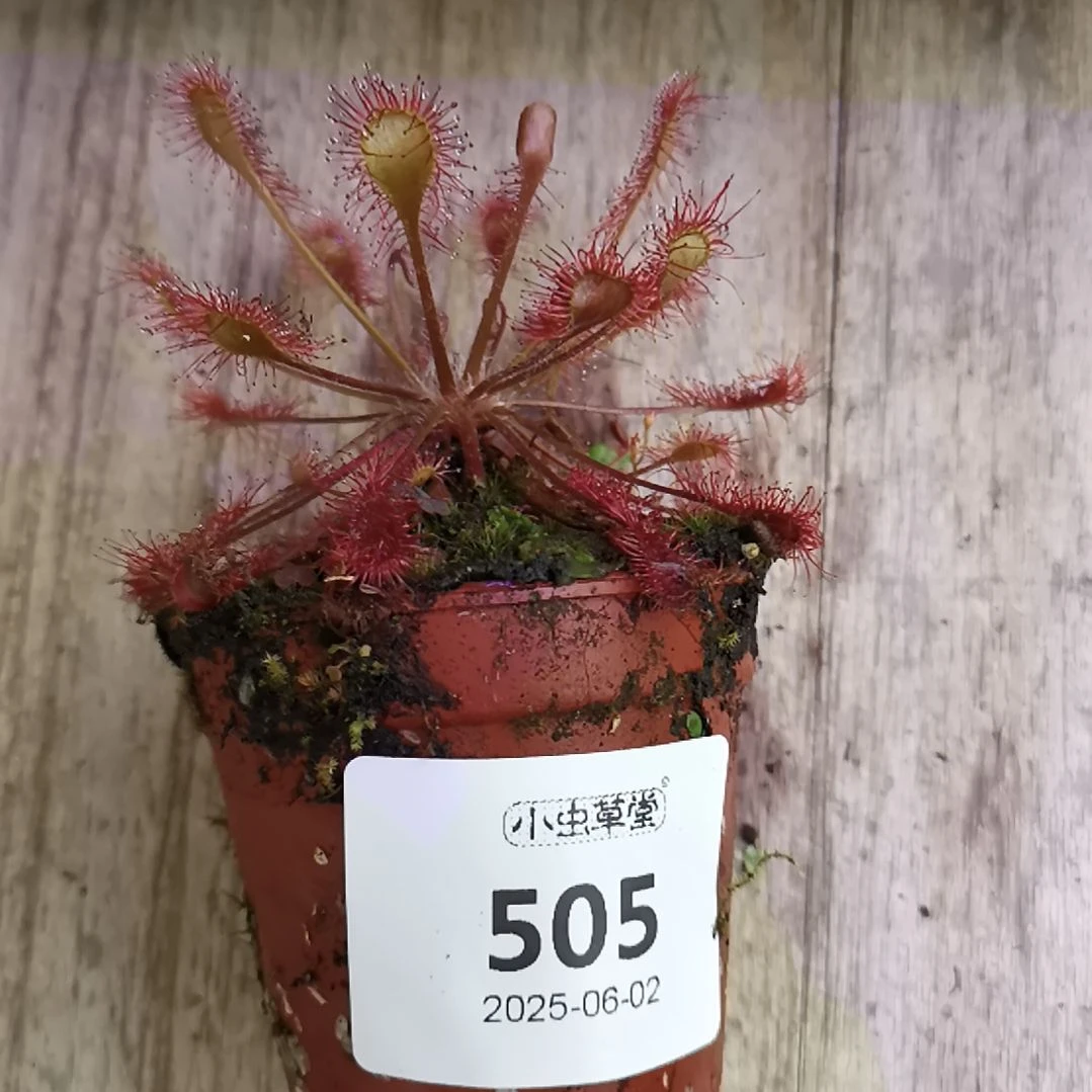 完全开放505贝利茅膏菜