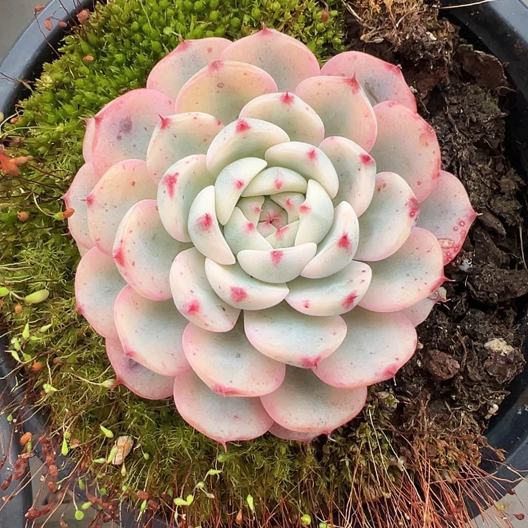 满38包邮姬莲锦多肉