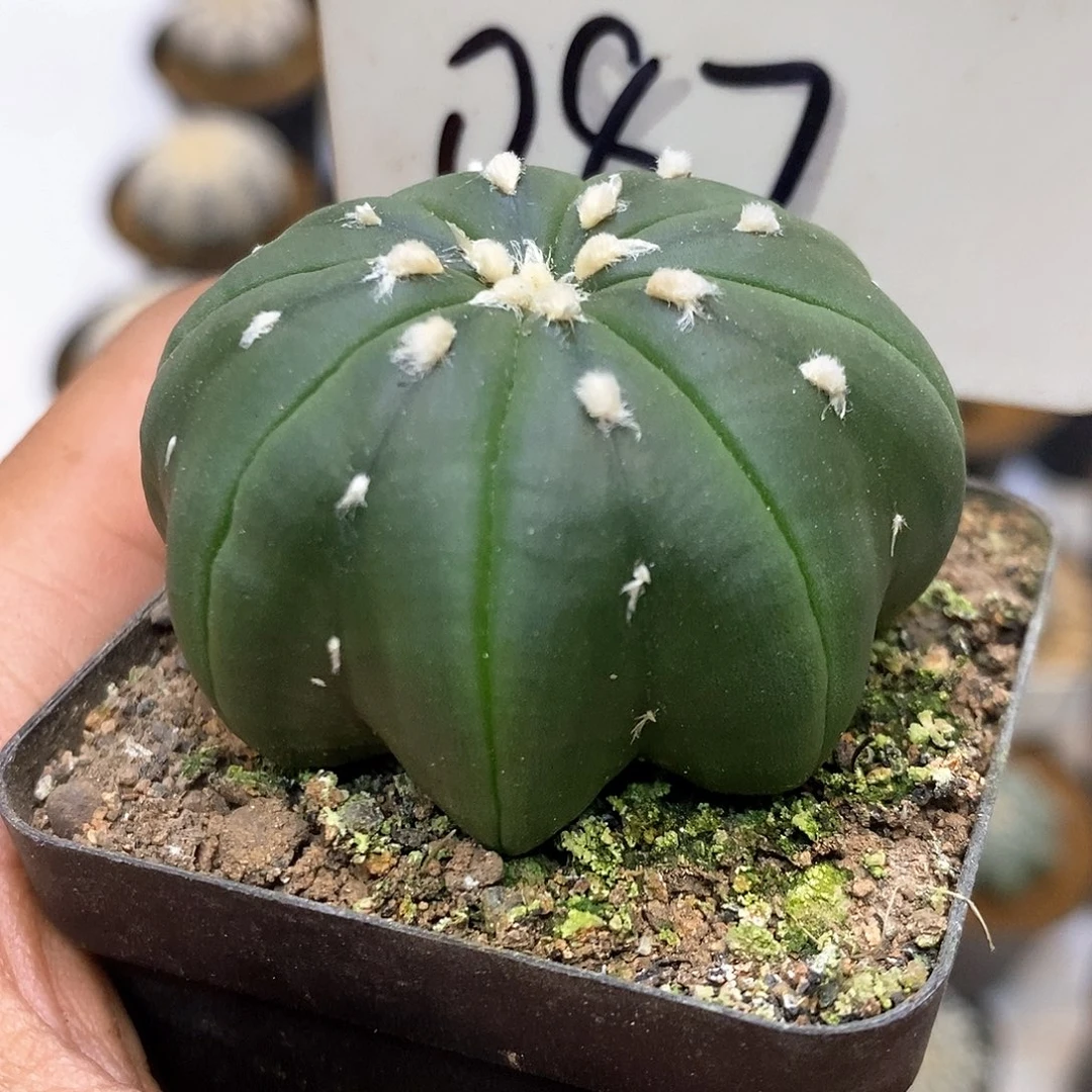 087琉璃海星福利特价咯打
