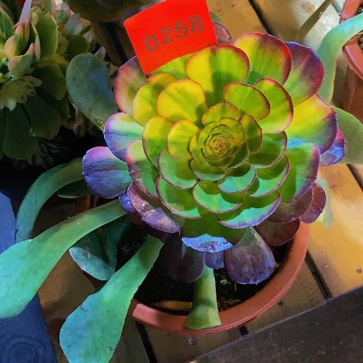 L****0258多肉植物泥红