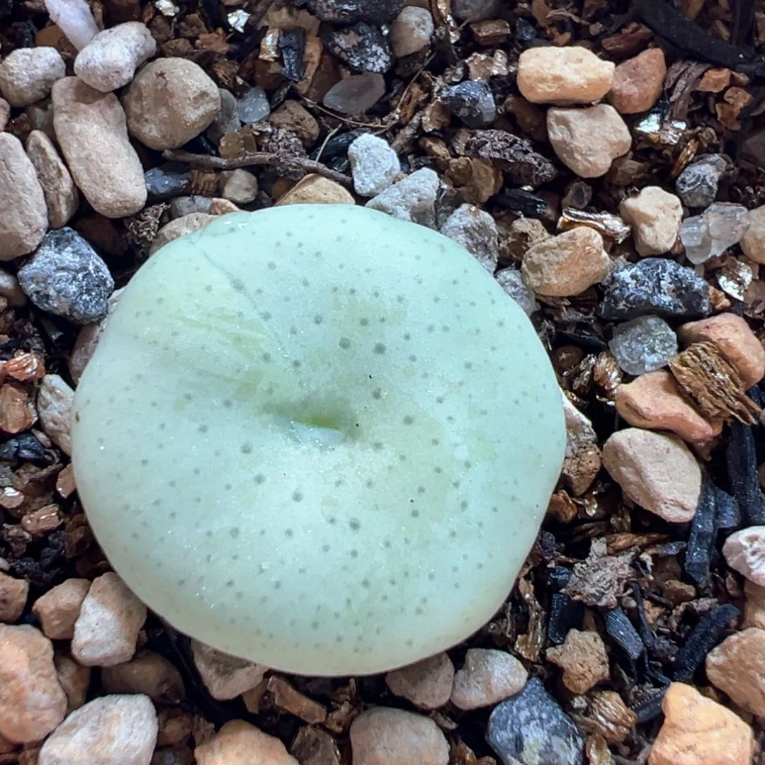 奶油大饼多肉植物百科