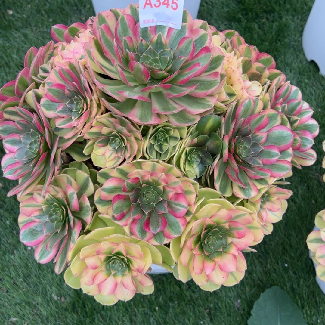 345，多肉植物法师