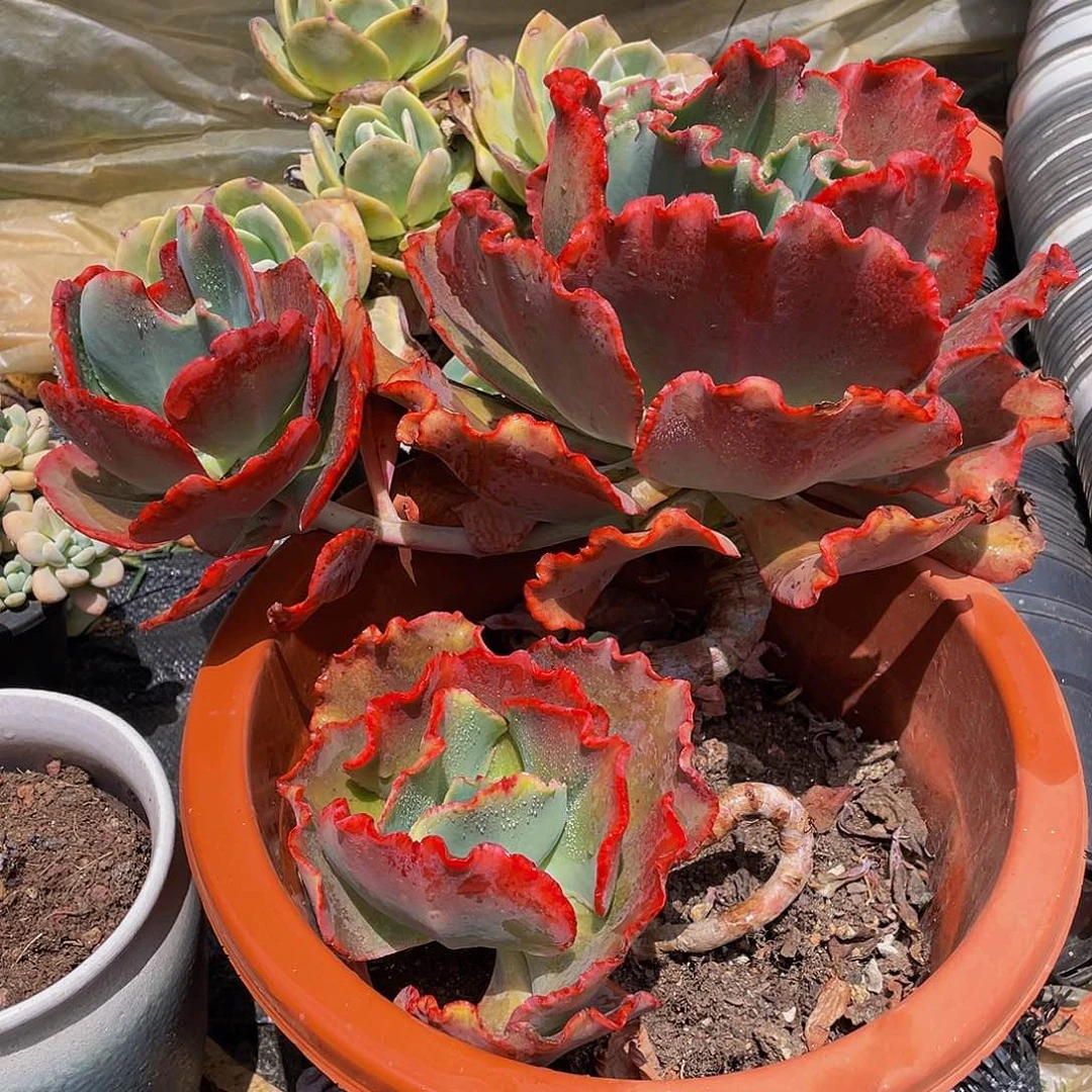 阿*桃紫婚纱多肉植物散