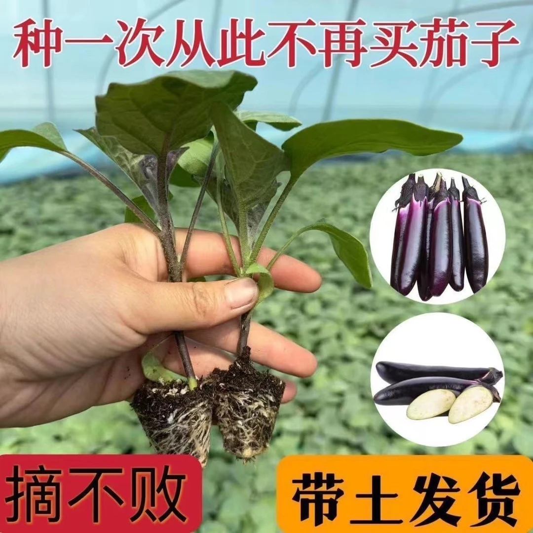 2高产茄子秧苗紫长茄子苗黑长茄苗杭茄苗紫圆茄苗青茄苗盆栽