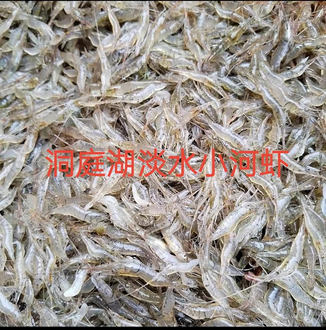 洞庭湖鲜活淡水小河虾新鲜现冻下酒茶补钙适合多种烹饪方式