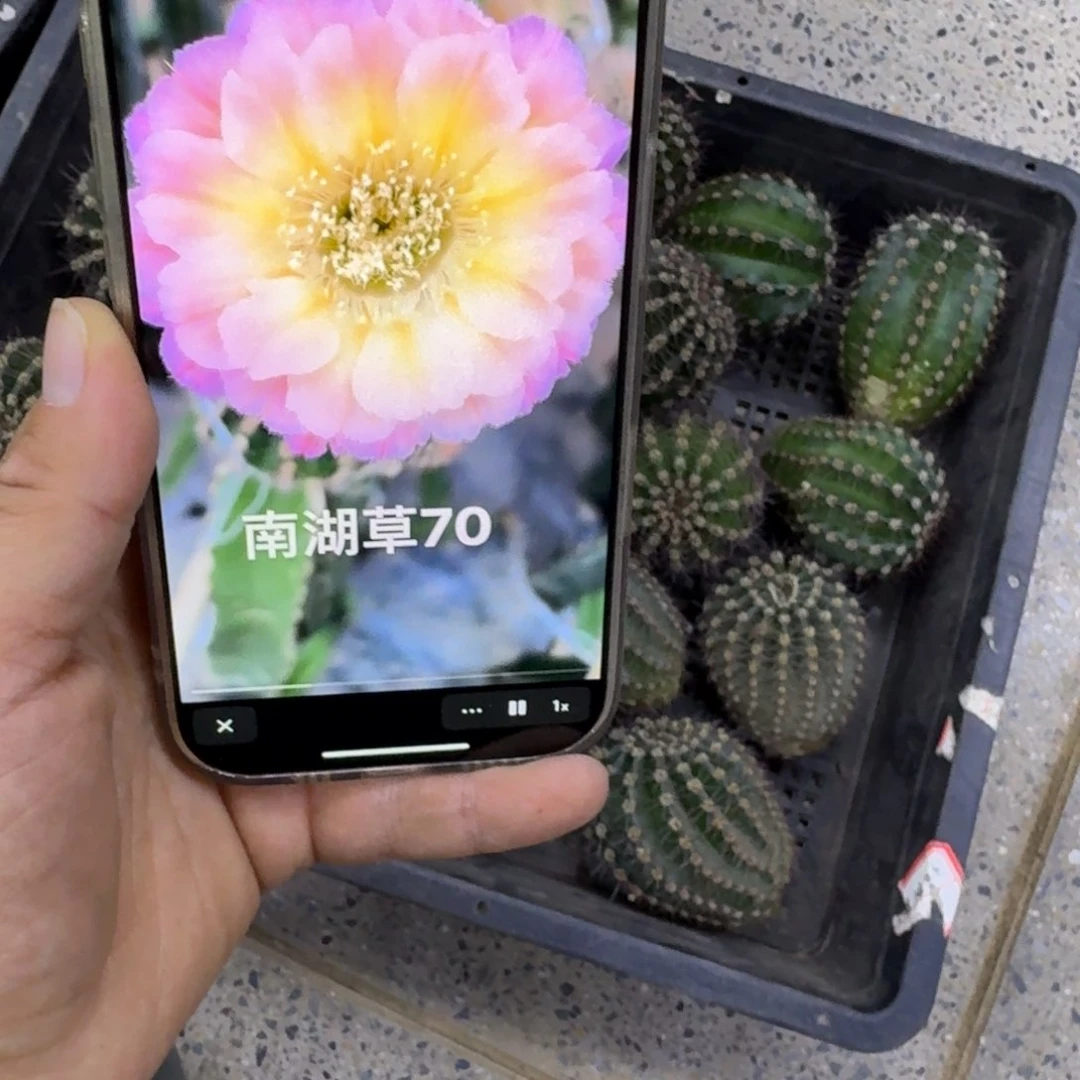 380彩草70歪无根侧牙4公分左右,20包邮