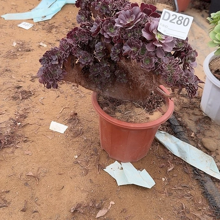 280欧紫朵朵一颗牙呀