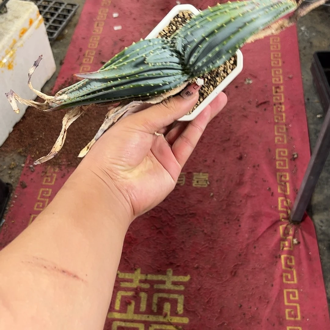 109367一物一拍单头发货