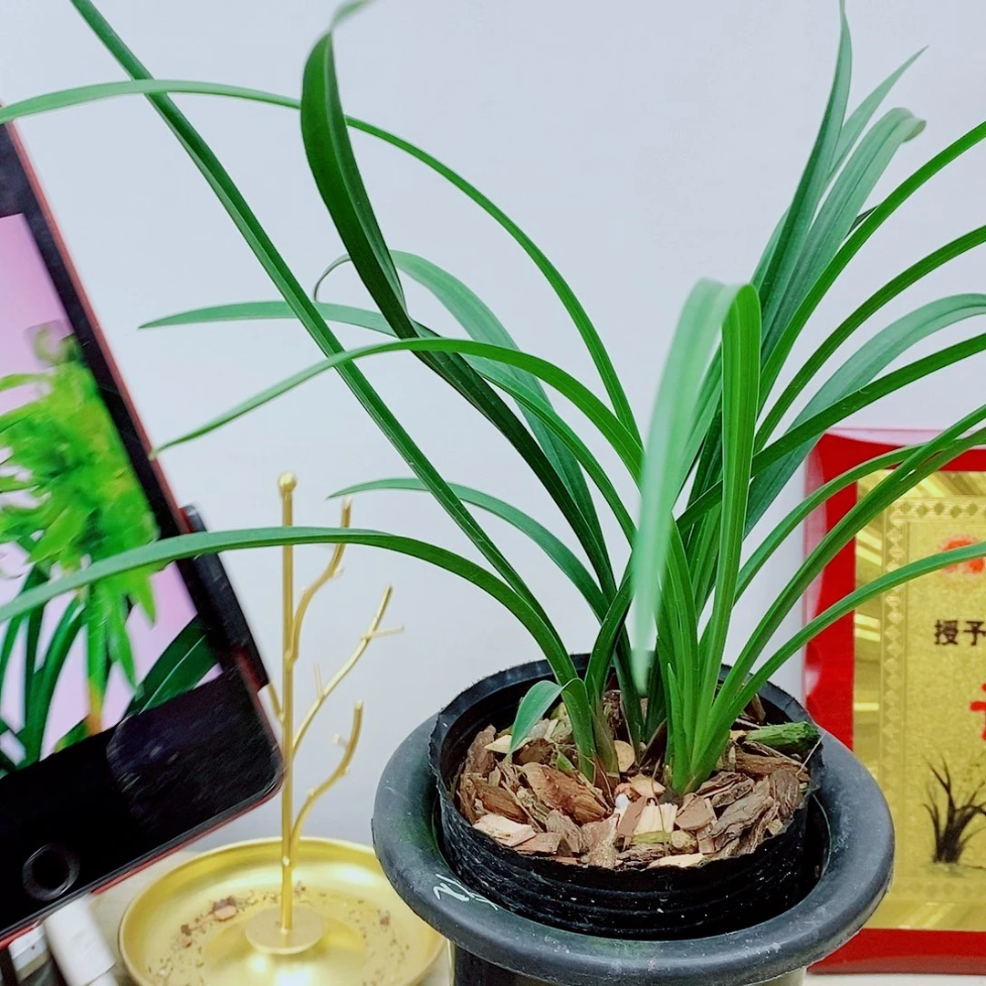 当前无花栽培后可以开花