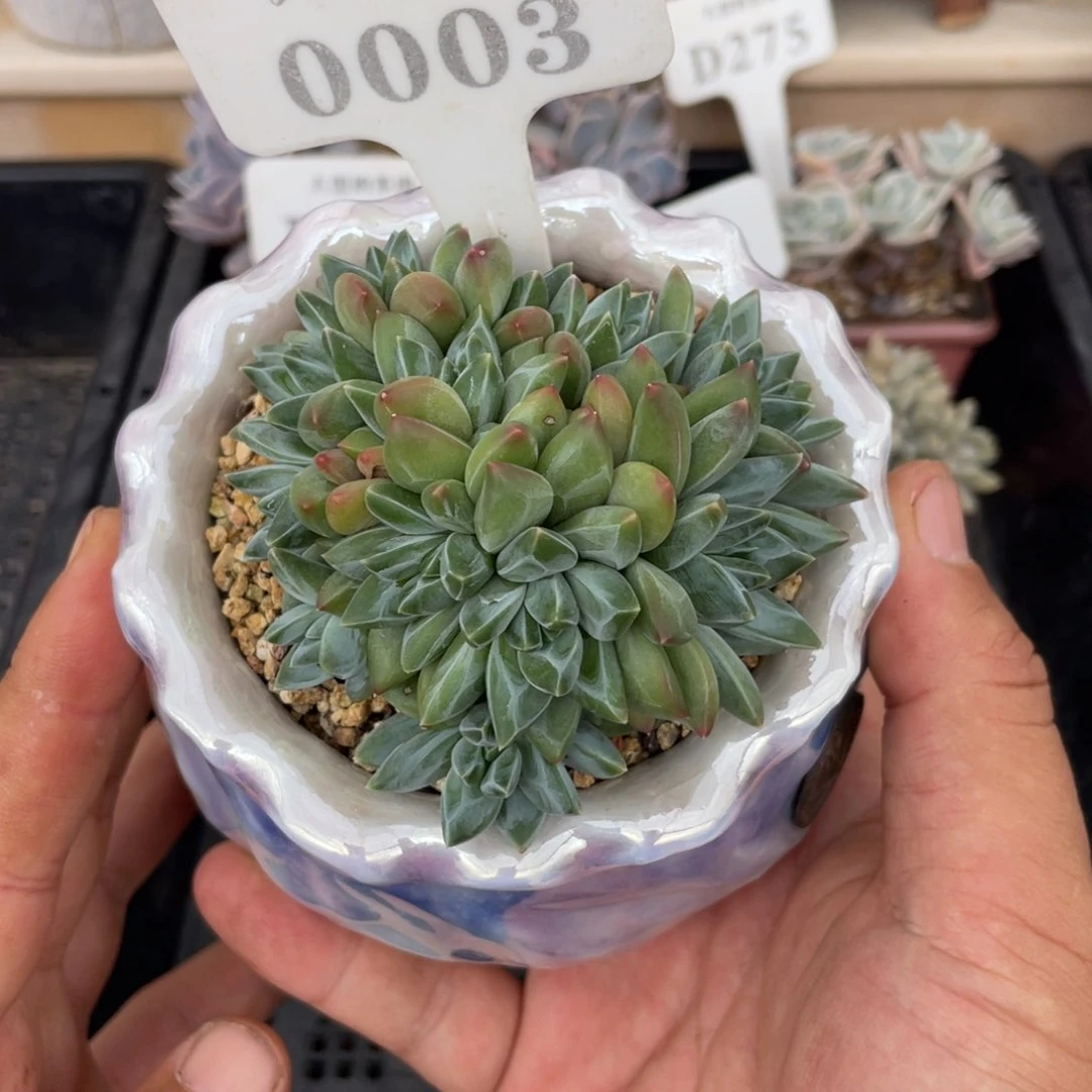 0003暗纹不带盆8厘米
