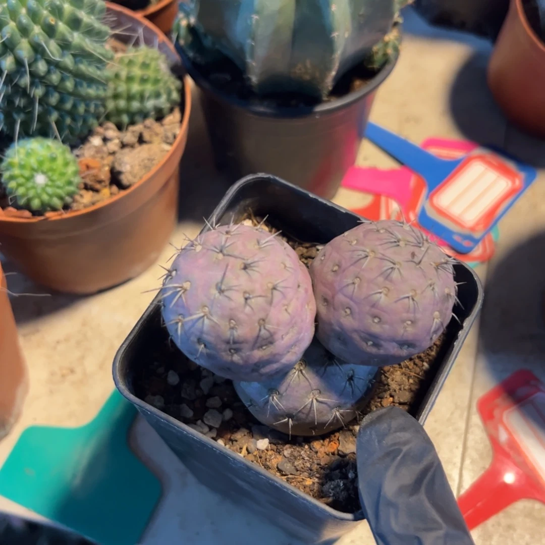 小***糊哈哈哈哈哈哈哈哈哈哈就