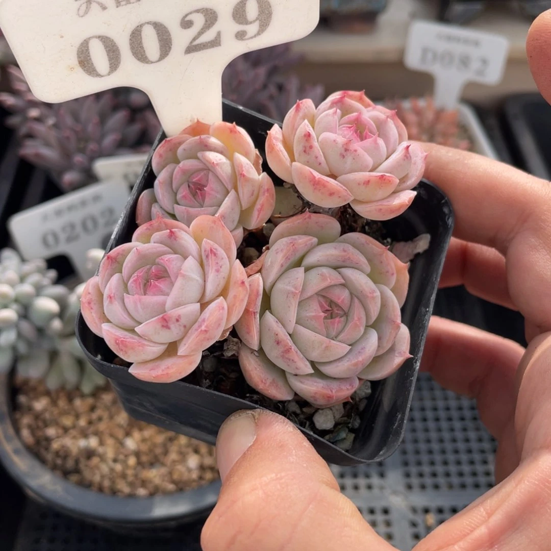 0029白芷不带盆8厘米