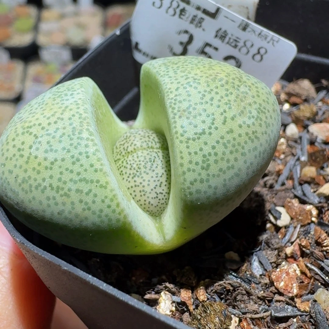 Ssss精品生石花352
