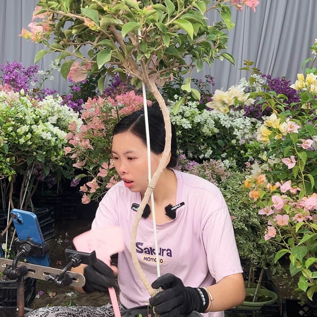 治***愈大部分花苞少量开放E20卡亚塔
