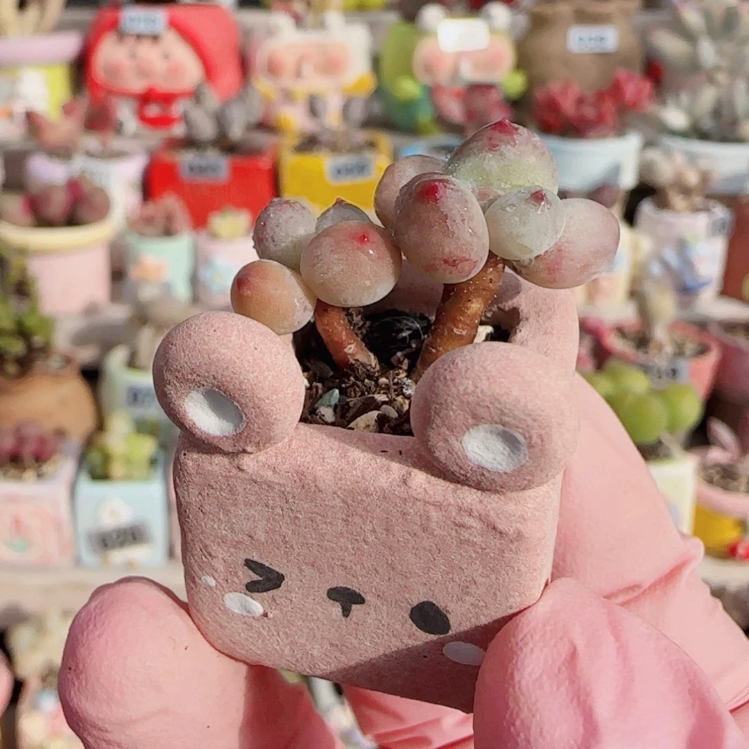 小彩虹奶 盆口2cm