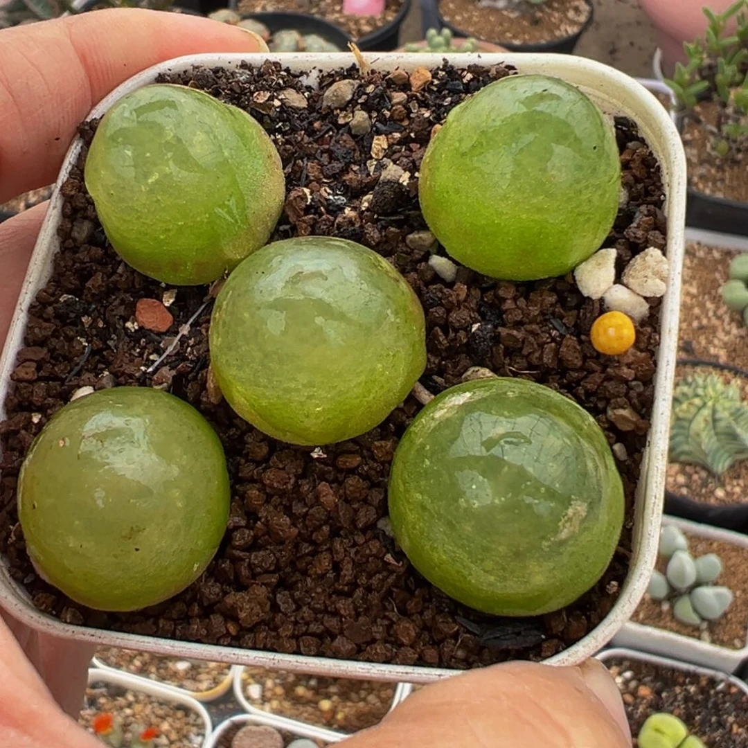 灯泡多肉植物百科2