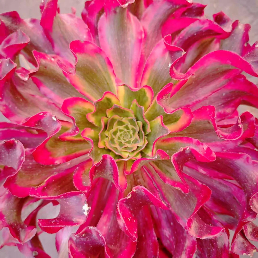 大魅影 雪山精品多肉好看好养绿植新手闭眼入一单包邮